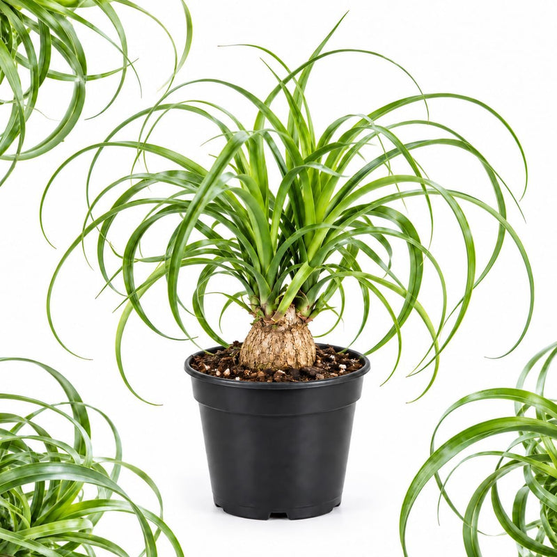 Ponytail Palm Live Plant Indoor, 6 Inch Potted Ponytail Plant, Easy to Maintain, Low Maintenance Decorative Plants for Home, Office, and Desk