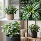 Watermelon Pilea Cadierei Plant, 4" Pot, Vigorous Aluminum Plant with Silver Striped Leaves, Sturdy Low Maintenance Foliage for Home & Office Decor