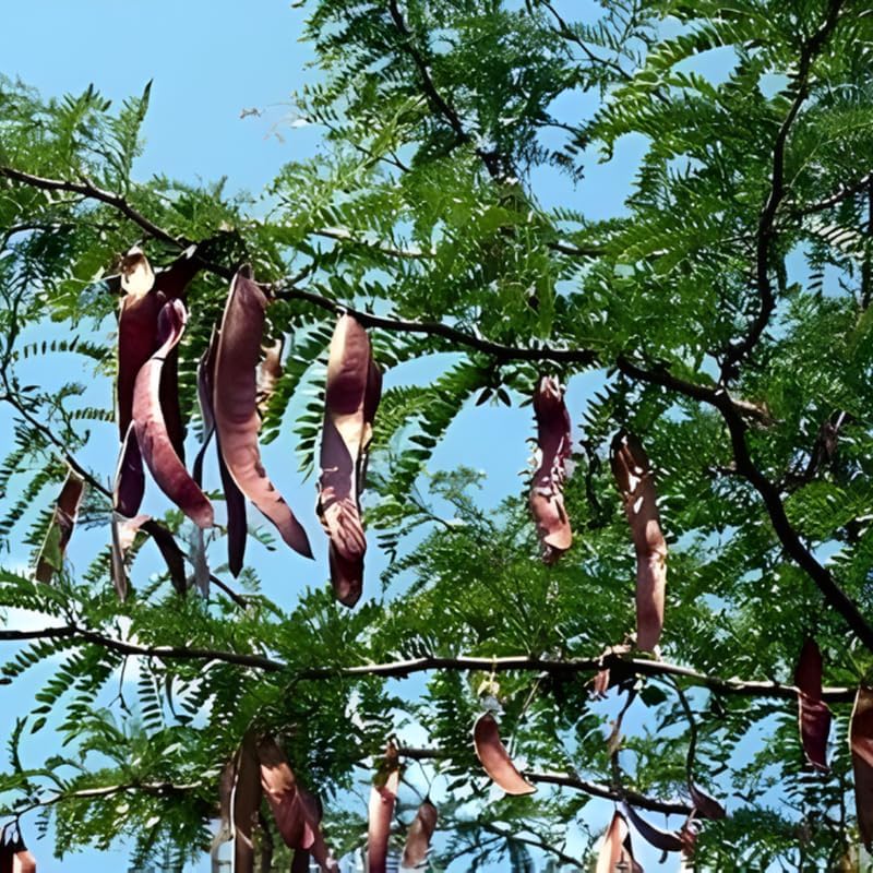 10 Black Locust Trees Live | Native Black Locust Seedlings 1–2 Ft | Fast-Growing Locusts for Shade | Ideal for Landscaping, Parks & Home Gardens