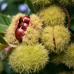 Chestnut Tree, 6-10" Nut Tree, Vigorous Deciduous Shade Tree for Backyard Gardens & Orchard Planting, Sweet Edible Harvests & Fast Growth