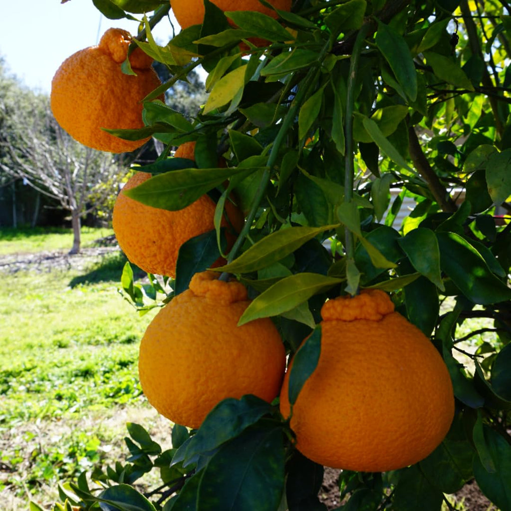 (No Ship to CA,HI,AK) Kishu Mandarin Oranges Tree Live Plant | 1 Gallon Live Potted Citrus Tree | Sweet Juicy Fruit for Cooking Juicing & Home Gardening