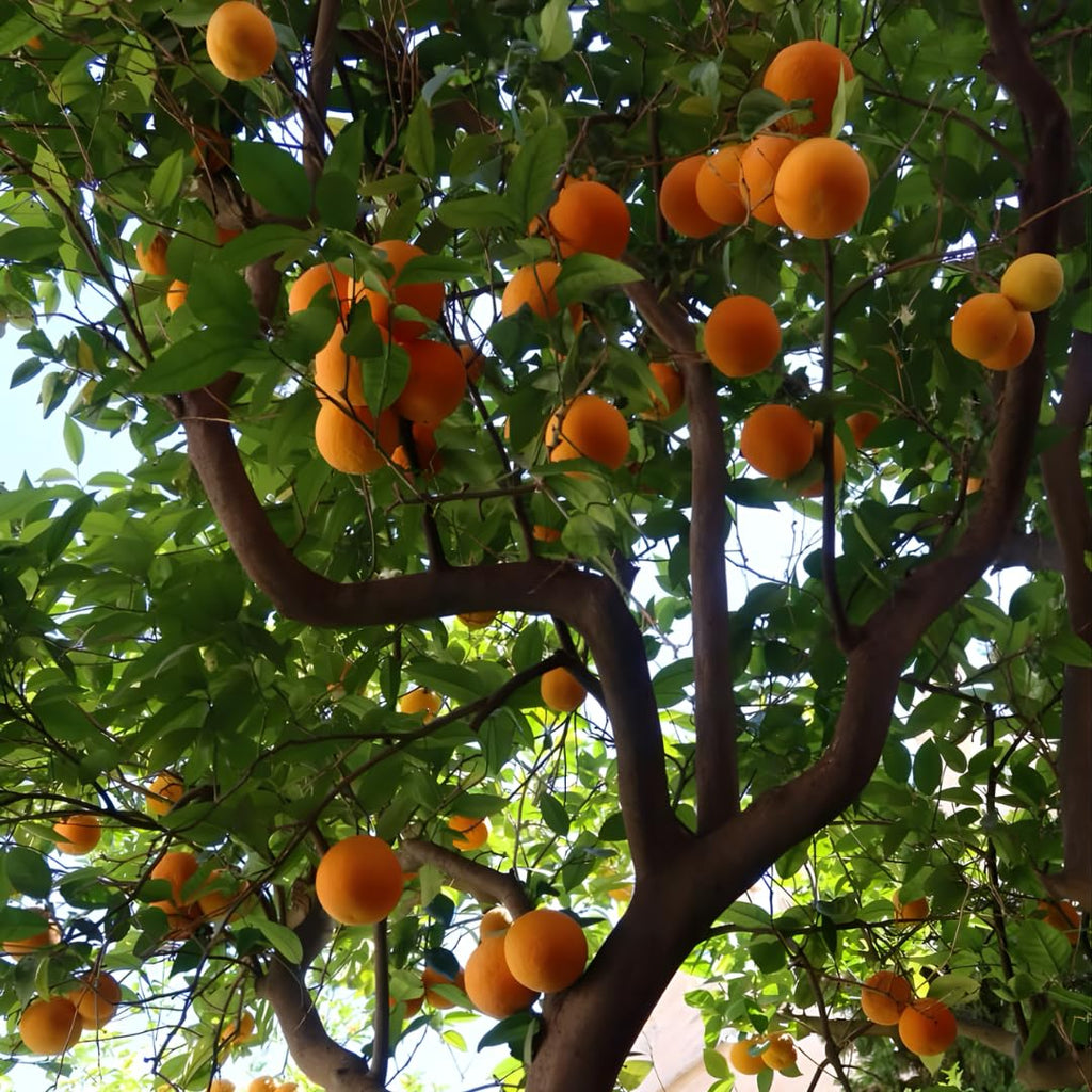 Tango Mandarin Oranges Tree Live Plant | 2.5–3 Feet Live Potted Citrus Tree | Sweet Juicy Fruit for Cooking Juicing & Home Gardening | No Ship to CA,HI,AK