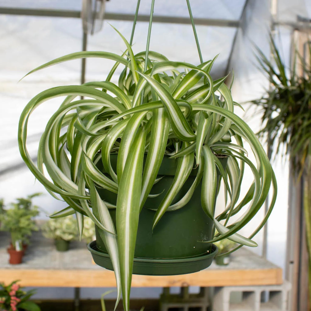 Hanging Curly Spider Plant Live in 4 Inch Pot | Bonnie Spider Plant | Air-Purifying | Low Maintenance | Perfect for Home and Office Decor | Easy Care Starter Plants