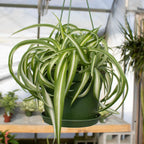 Hanging Curly Spider Plant Live in 4 Inch Pot | Bonnie Spider Plant | Air-Purifying | Low Maintenance | Perfect for Home and Office Decor | Easy Care Starter Plants