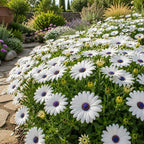 White African Daisy Live Plant in 3" Pot, White Osteospermum Blooming Potted Flower, Easy Care Plant for Garden, Balcony and Patio Decor