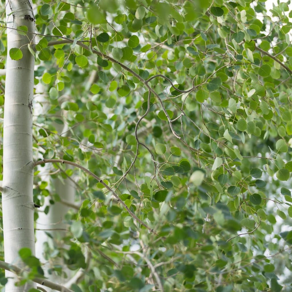 Quaking Aspen Tree, 4-6"" Tall Potted Tree Starter, Sturdy Cold-Hardy Plant with Golden Autumn Foliage & Trembling Leaves for Home Landscapes