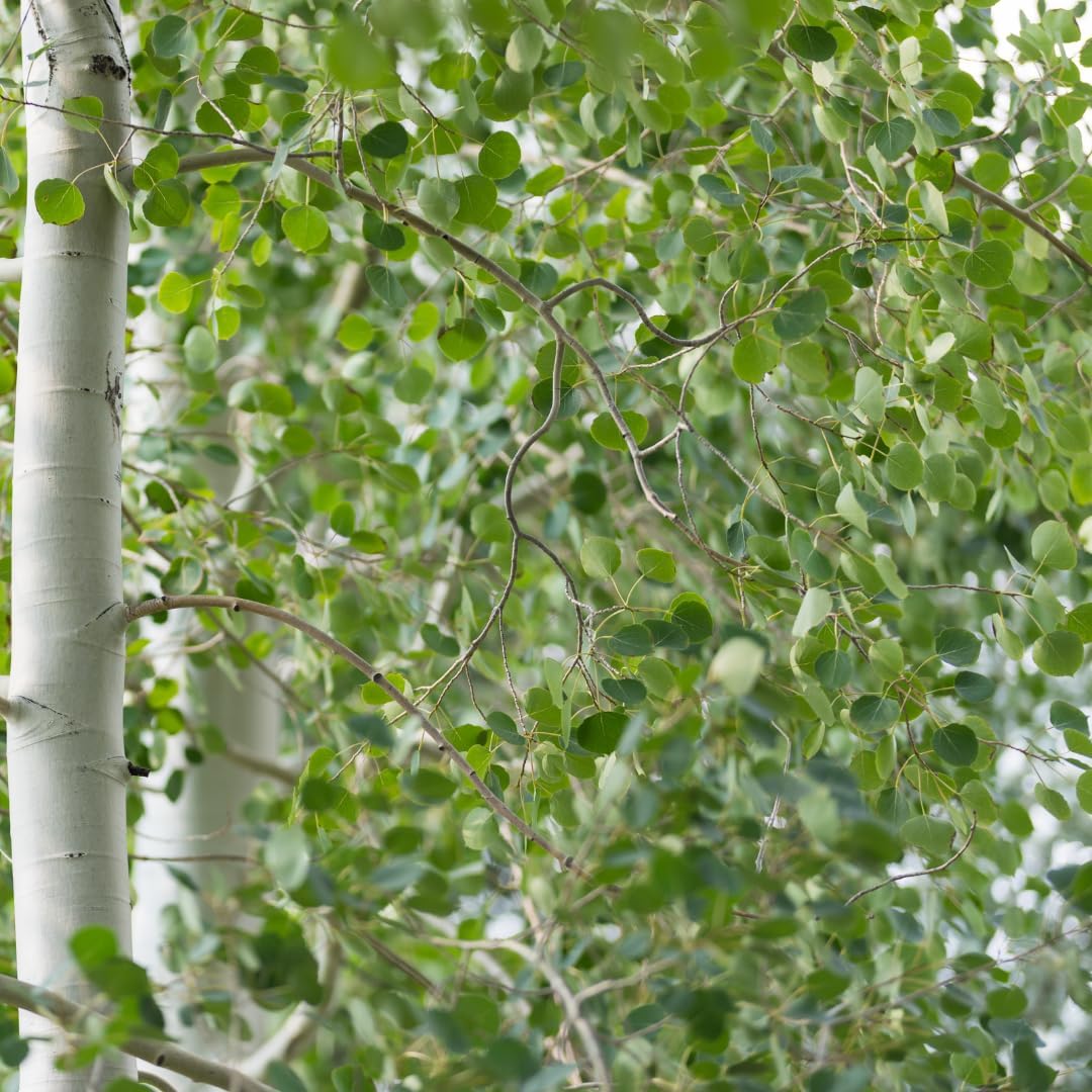 Quaking Aspen Tree, 4-6"" Tall Potted Tree Starter, Sturdy Cold-Hardy Plant with Golden Autumn Foliage & Trembling Leaves for Home Landscapes