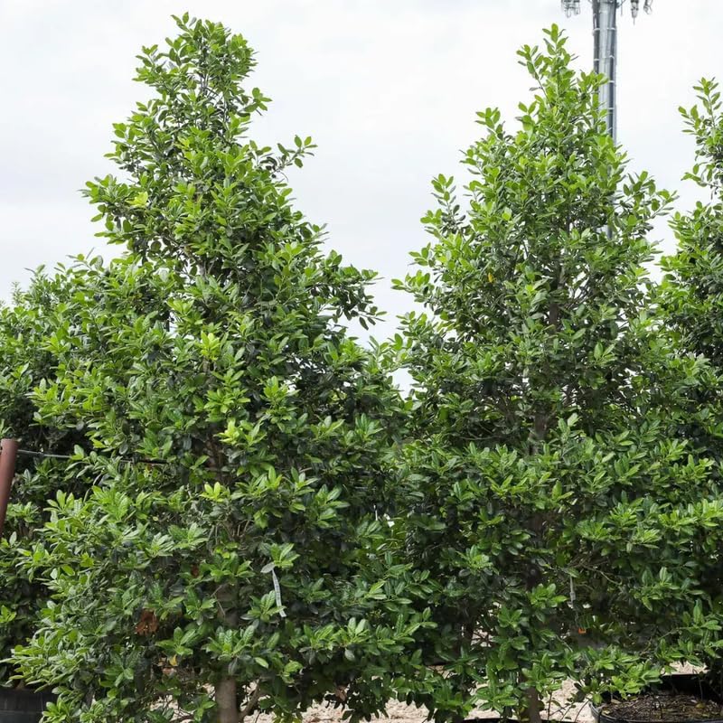 Nellie R. Stevens Holly Bushes | Quart Size Pot | Robust Established Live Evergreen | Low Maintenance Flowering Shrub with Red Winter Berries