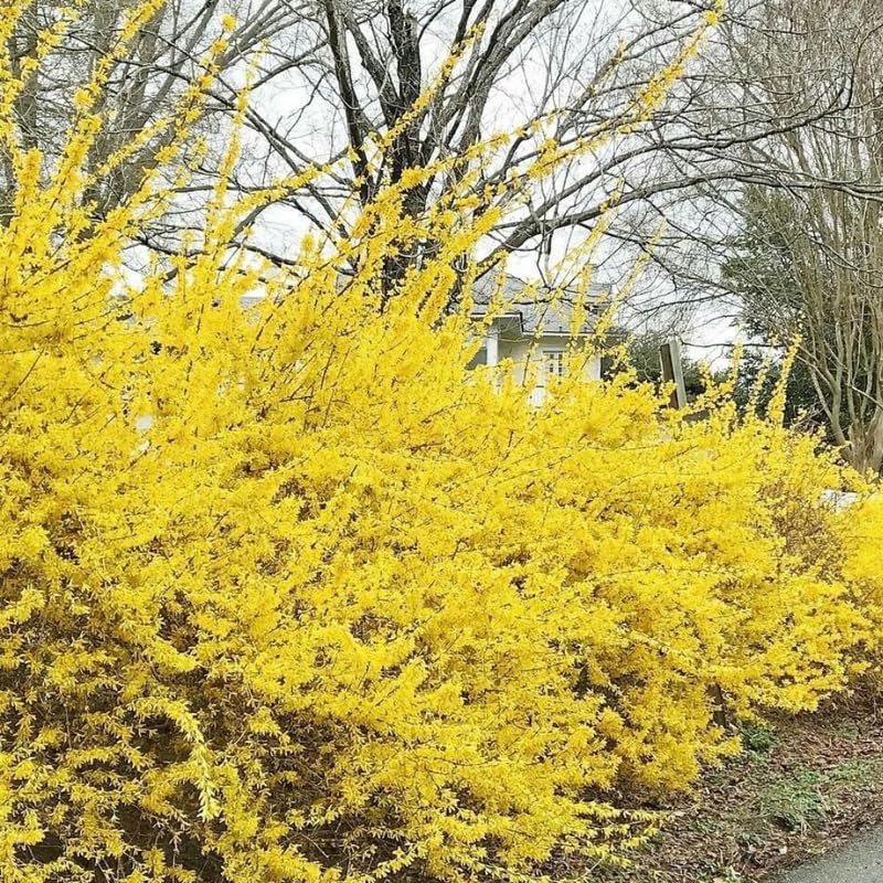 Lynwood Gold Forsythia Plant Live | Quart Pot Potted Shrub | Forsythia Bush Live Plant for Gardens | Suitable for Yard Planting and Seasonal Color