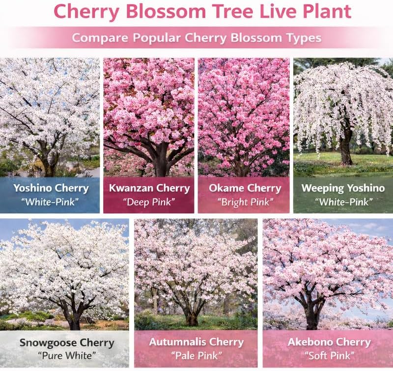 Kwanzan Cherry Tree Live Plant, 6-12 Inch Tall Starter Plant, Japanese Cherry Blossom Tree, Easy Care Flowering Tree for Planting Outdoors