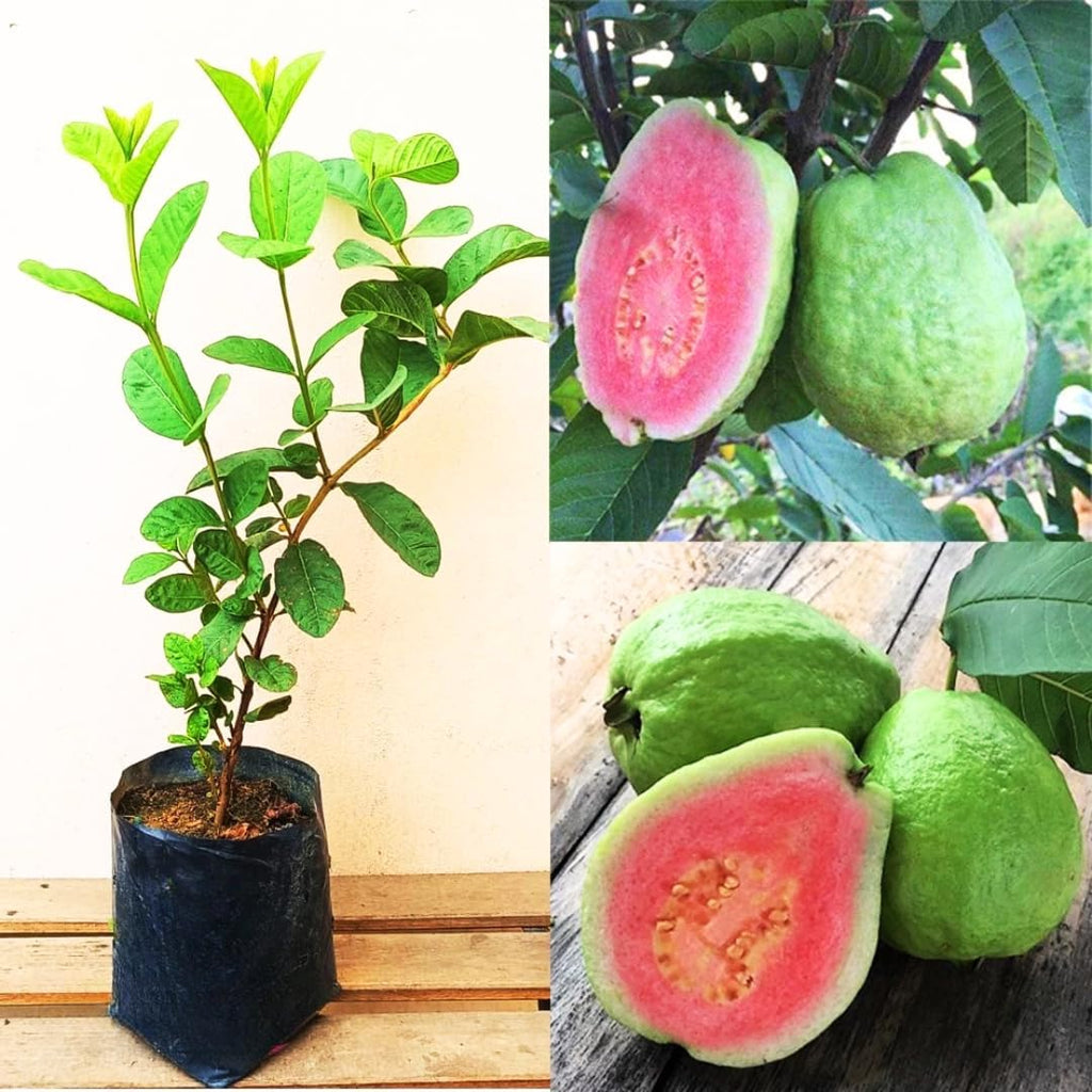 3 Count Pink Guava Tree Live Plant for Planting |Sweet Fruit Tree | 4-6 Inch for Outdoor Garden