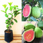 3 Count Pink Guava Tree Live Plant for Planting |Sweet Fruit Tree | 4-6 Inch for Outdoor Garden
