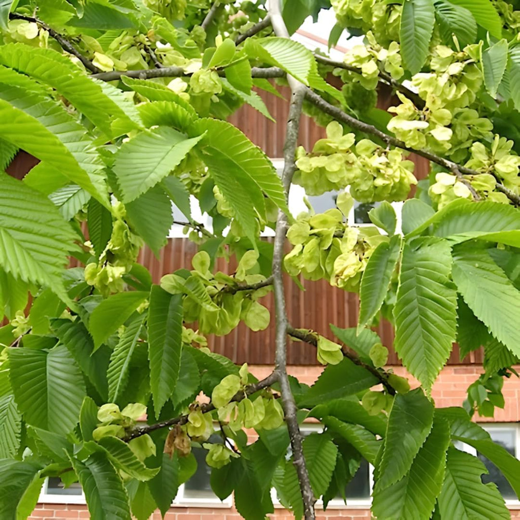 Live American Elm Native Trees 6-12 Inc | Fast-Growing Elm Tree for Boundary Rows & Garden Landscaping | Easy-to-Grow Outdoor Tree