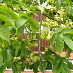 Live American Elm Native Trees 6-12 Inc | Fast-Growing Elm Tree for Boundary Rows & Garden Landscaping | Easy-to-Grow Outdoor Tree