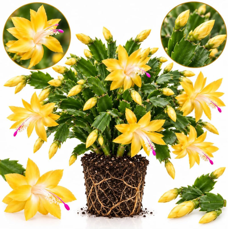 Yellow Christmas Cactus Plants Live, Holiday Cactus 5-8 Inch Tall, Easy Care Live Cactus Indoor for Winter Holiday