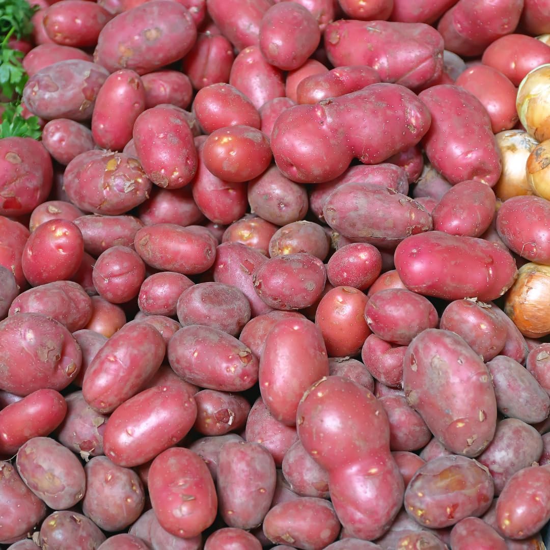red seed potatoes for planting 4 Lbs Red Potato Seeds for Planting Outdoors, Heirloom Seed Potatoes, – Gingerglow