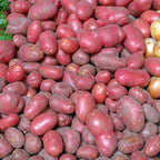4 Lbs Red Potato Seeds for Planting Outdoors, Heirloom Seed Potatoes, Non GMO Vegetable Seeds