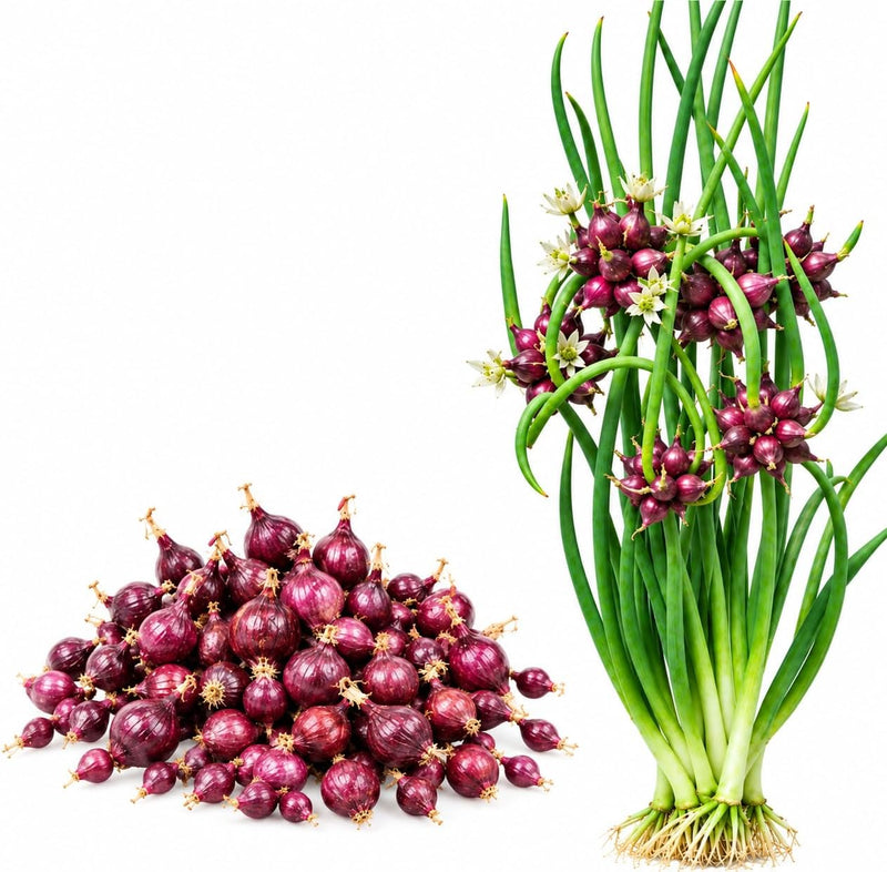 Egyptian Walking Onions Bulbs for Planting 2026 (Topsets)
