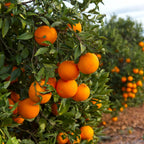 (No Ship to CA,HI,AK) Hamlin Orange Trees Live Plants| 1 Gallon Live Potted Citrus Plant | Sweet Juicy Fruit Tree for Indoor & Outdoor Spaces