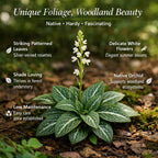 20 Downy Rattlesnake Plantain Root Systems Perennial, Vigorous Growth Habit with Showy White Flower Spikes for Home Landscapes