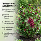 2 Sweet Shrub Live Plant, Calycanthus Floridus, 4 Inch Pot, 12-18 Inch Tall, Low Maintenance Shrub with Maroon Blooms
