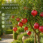Pomegranate Tree, Live Fruit Tree 2-3 Ft Tall in 3 Gallon Pot, Hardy Fruit Trees, Sweet Pomegranate Tree for Home Garden (No Ship to CA,HI,AK)