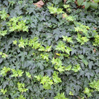 Baltic Ivy Live Plant in Pot, Cold-Hardy Hedera Helix Sub Zero, Fast-Growing Evergreen Ivy Vines & Ground Cover for Indoor or Outdoor Use