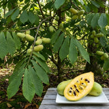 Pawpaw Tree Live Plants, 12-18 Inch Tall, Quart Pot, Low Maintenance Deciduous Fruit Shrub, Robust Well-Rooted Native Plants for Garden