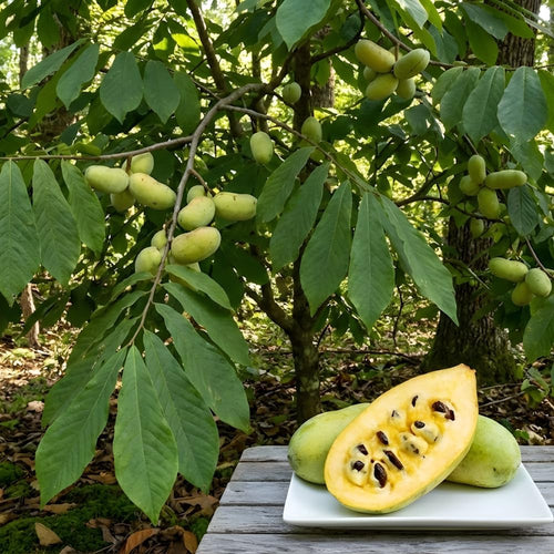 Pawpaw Tree Live Plants, 12-18 Inch Tall, Quart Pot, Low Maintenance Deciduous Fruit Shrub, Robust Well-Rooted Native Plants for Garden