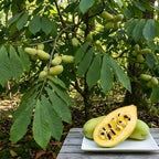 Pawpaw Tree Live Plant for Planting in Quart Pot, 12 to 18 Inch Tall, Easy Care Tropical-Style Fruit Plant for Sunny Outdoor Spots