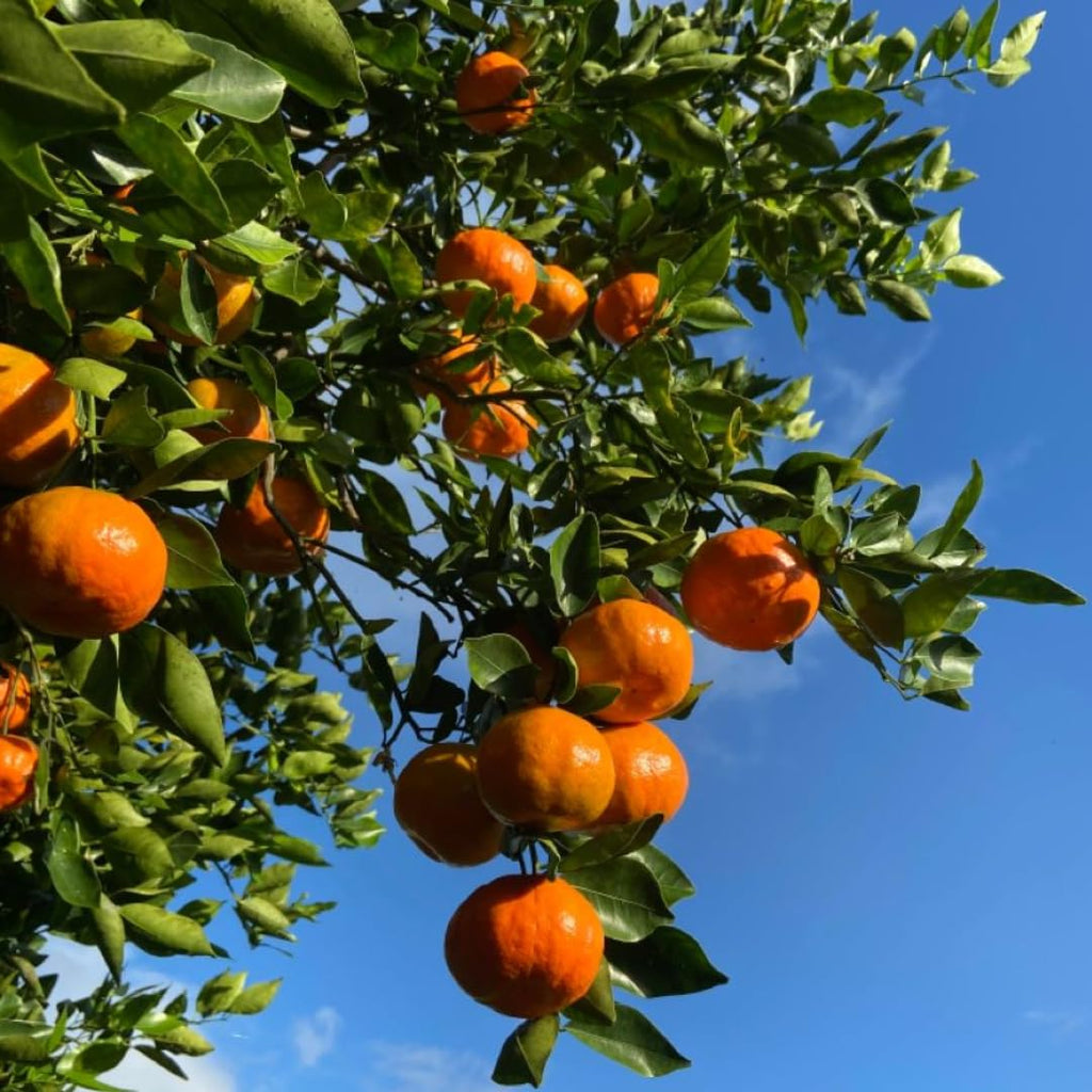 (No Ship to CA,HI,AK) Hamlin Orange Trees Live Plants| 1 Gallon Live Potted Citrus Plant | Sweet Juicy Fruit Tree for Indoor & Outdoor Spaces