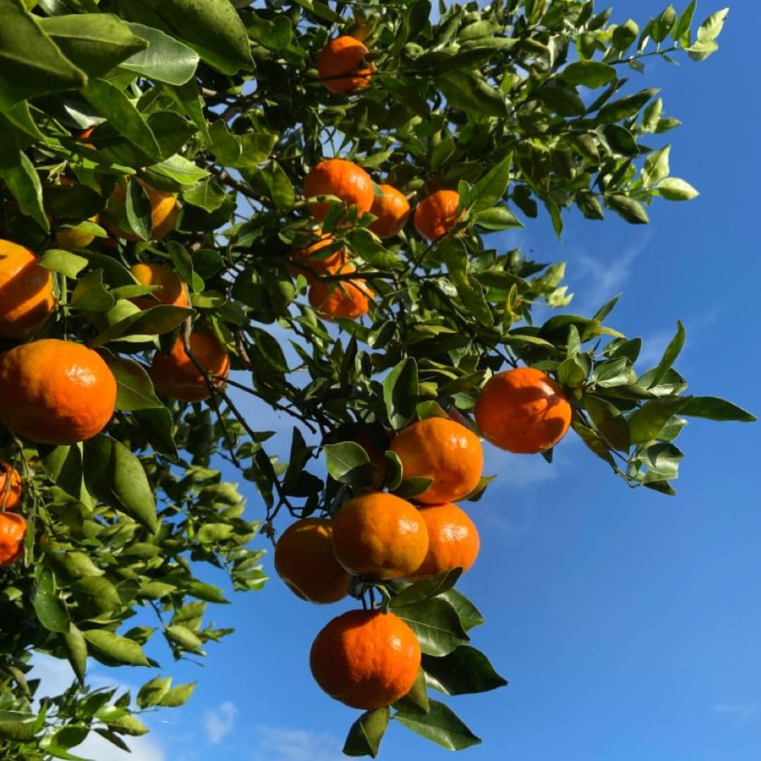 (No Ship to CA,HI,AK) Hamlin Orange Trees Live Plants| 1 Gallon Live Potted Citrus Plant | Sweet Juicy Fruit Tree for Indoor & Outdoor Spaces