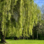 Weeping Willow Live Plants (6–12 Inch) | Elegant Ornamental Shade Tree | Easy-Grow Willow for Lakesides, Gardens & Open Landscapes