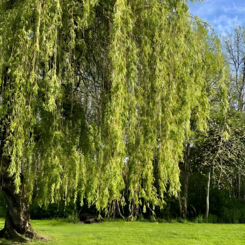 Weeping Willow Live Plants (6–12 Inch) | Elegant Ornamental Shade Tree | Easy-Grow Willow for Lakesides, Gardens & Open Landscapes