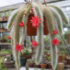Rare Monkey Tail Cactus Live Plant – 7-9 Inch Succulent for Indoor & Outdoor, Unique Trailing Live Succulent, Ideal Gift for Plant Lovers