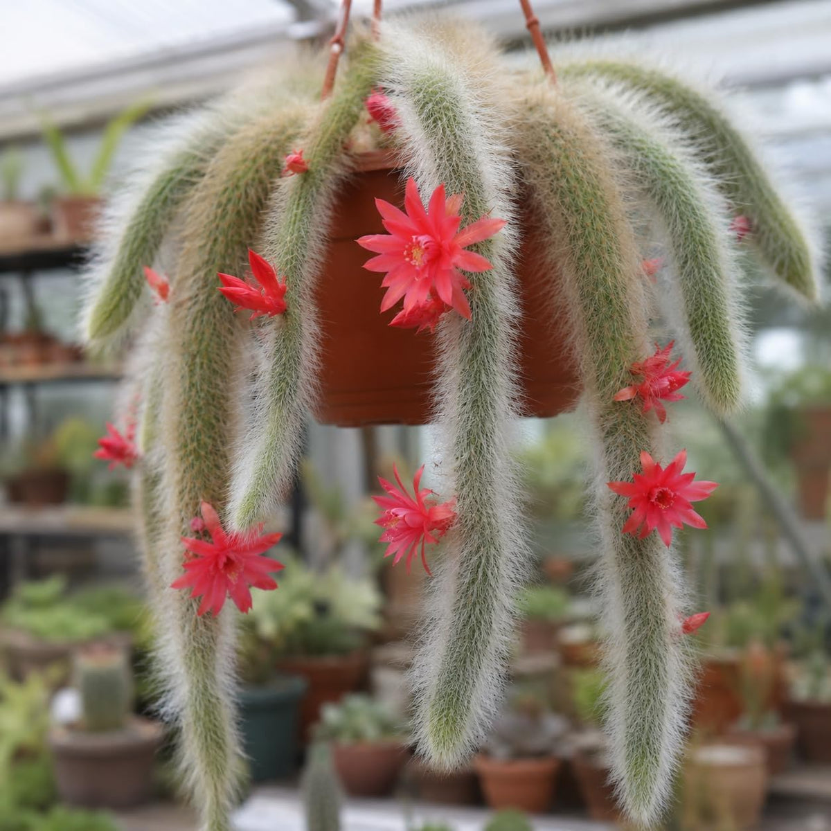 Live Monkey Tail Cactus, 4" Potted Plant, Easy Care Indoor Greenery, Decorative Long Trailing Cactus for Shelves and Bright Spaces