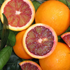 (No Ship to CA,HI,AK) Kishu Mandarin Oranges Tree Live Plant | 1 Gallon Live Potted Citrus Tree | Sweet Juicy Fruit for Cooking Juicing & Home Gardening