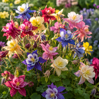 120 Pcs McKana Giant Columbine Seeds for Planting, Non GMO, Aquilegia hybrida Seeds, Perennial, Giant Multi-Color Flower for Shade Gardens and Yard Borders