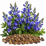 100 Pcs Blue Wild Indigo Seeds for Planting, Low Maintenance, Native Wildflower Seeds, Deep Blue Blooms, Ideal for Gardens, Borders & Landscaping