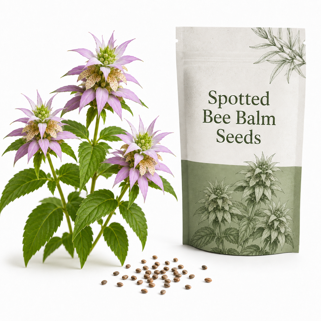 50 Spotted Bee Balm Seeds, Non GMO, Hardy, Open Pollinated Perennial Flowers, Ideal for for Yards and Sunny Borders