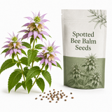 50 Spotted Bee Balm Seeds, Non GMO, Hardy, Open Pollinated Perennial Flowers, Ideal for for Yards and Sunny Borders