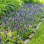 100 Pcs Self-Heal Seeds - Prunella vulgaris, Non GMO, Easy Care Heal All Seeds, Fast Growing Purple Flower Seeds, for Ground Cover & Gardens