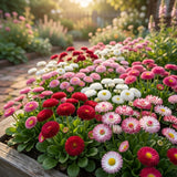 600 Pcs Bellis Mixed English Daisy Seeds, Non GMO, Heirloom, Cold Hardy, Ideal for Containers, Patios & Garden Accents