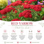 1500 Red Yarrow Seeds (Achillea millefolium rubra), Non GMO, Heirloom, Native Perennial Flower Seeds, Ruby Red Blooms, Spring & Fall Planting