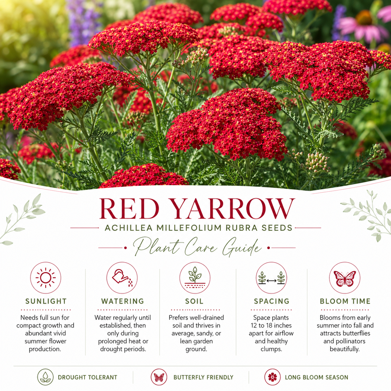 1500 Red Yarrow Seeds (Achillea millefolium rubra), Non GMO, Heirloom, Native Perennial Flower Seeds, Ruby Red Blooms, Spring & Fall Planting
