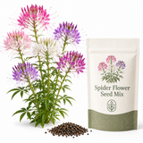 300 Spider Flower Seeds Mix, Non-GMO Cleome hassleriana Seeds, Easy to Grow Spider Lily, Annual Wildflower Seeds for Backyard Borders & Gardens