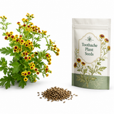 200 Toothache Plant Seeds, Non-GMO Spilanthes oleracea, Heirloom, Eyeball Plant, Peek-A-Boo Electric Buttons Medicinal Herb Seeds, for Pots & Gardens