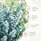 20 Baby Blue Eucalyptus Seeds, Non GMO, High Yield, Fragrant Silver-Blue Perennial, Charming Ornamental Accent