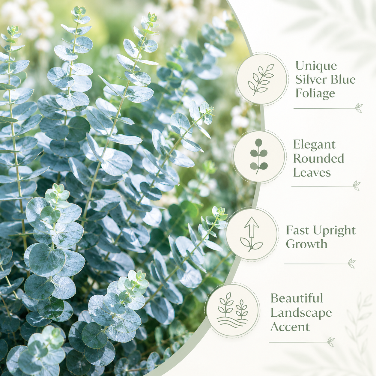 20 Baby Blue Eucalyptus Seeds, Non GMO, High Yield, Fragrant Silver-Blue Perennial, Charming Ornamental Accent