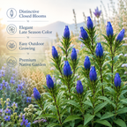 200 Bottle Gentian Seeds for Planting, Fast Growing, High-Yield Flower Seeds, Unique Deep Blue Blooms, Ideal for Gardens & Borders